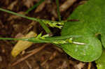 Carey's sedge